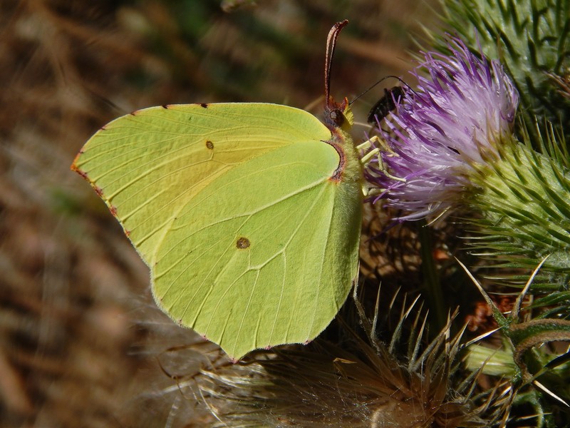 Gonepteryx cleopatra